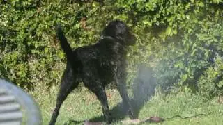 Black Labrador playing with the irrigators, spielt mit den Bew&auml;sserer