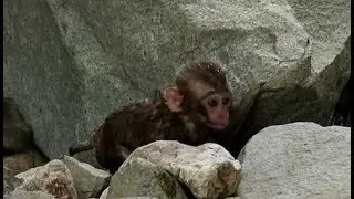 Baby monkey getting wet in the river