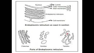 IIT JAM ,GATB ,CUCET , LIFESCIENC, CELL BIOLOGY ,ENDOPLASMIC RETICULUM,OVERVIEW