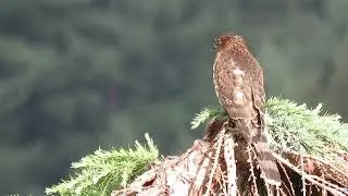 2025 Juv Cooper's Hawk (Hunting) Kent Wa  5337-167