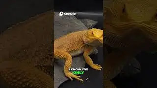 Bearded Dragon Breeding: Why Pairing Matters for Success! #reptile #beardeddragons #lizard