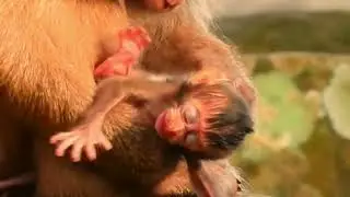 Ouch, Young mother monkey Rose grabbing & maltreating newborn Rainbow crying seizure louder for help