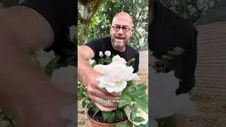Personal growing review of Rose  &lsquo;Champagne moment&rsquo;  (Korvanaber) #gardenerben 