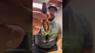 BEST flippin baits for all situations