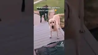 These funny dogs just be me belly laughs OMG it's so good