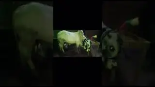 Mr Builder ||Cattle Rearing||Short Video