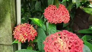 Jungle Geranium / Ixora Flowers / Jungle Geranium / Flame of the Woods