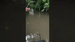 Strike ikan mujaer #fishing #microfhising #mancing #belajarmancing #wader