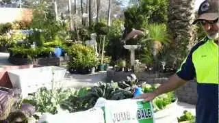 Vegie garden sugar cane mulch