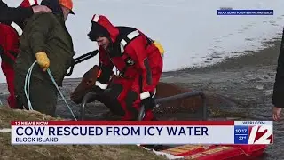 Cow rescued from icy pond in Block Island
