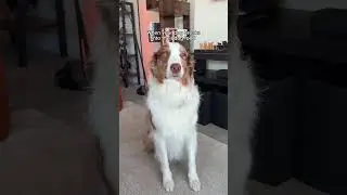 I find you guilty! 🤣 #shorts #comedy #dogs #relatable #shortvideo