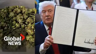 Trump reclassifies marijuana as less dangerous drug for health and study purposes