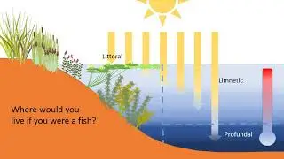 Fish Ecology Animation