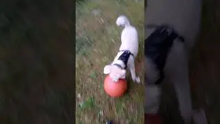 SqueakToy meets Basketball
