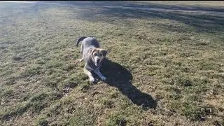 Put it down #labrador #animals #doglife #animals #letsdogpark #husky #goldenretriever 