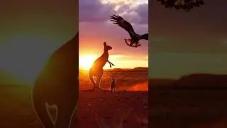 쐐기꼬리수리 vs 캥거루 새끼와 어미 (호주 아웃백)[Wedge-tailed Eagle vs. Kangaroo Joey & Mother (Australian Outback)]