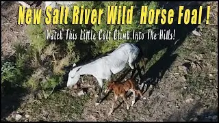 Newest Member Of The Salt River Wild Horses Herd!