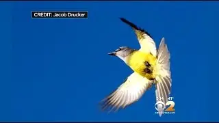 Rare Find Has New York Bird Watching Community Chirping With Excitement