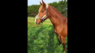 PARADISE: BALTIC VDL x NUMERO UNO - 2020 stallion