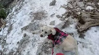 Senior Pup Canyon Walk #hike