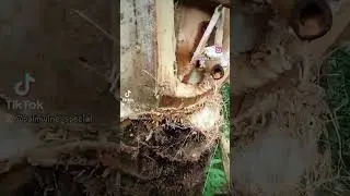 SECRET AFRICAN METHOD TO EXTRACT FRESH AUTHENTIC PALMWINE  #howto #how #farmtotable #diy #hack