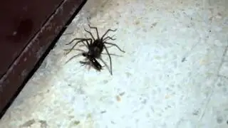Ara&ntilde;a atrapando a un Dermaptera (cortapichas, tijeretas o tijerilla)