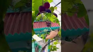 Homegrown grapes #grape #homegrown #satisfying #harvesting #trending #shorts #viral #villagelife #yt