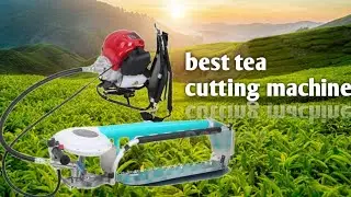 Heavy Duty 2 Stroke 31 CC Tea Harvester or Tea Plucking Machine With 60 cm Blade and Tea Collecting