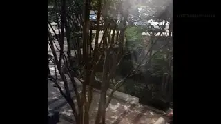 Video Shows Shooting Suspect Being Apprehended