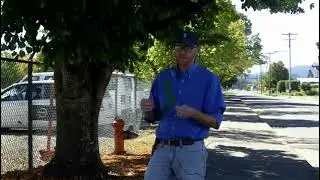Littleleaf linden (Tilia cordata) - Plant Identification