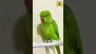 Quiet Parrot #shorts #parrot #viral