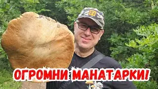#Гигантски #манатарки в #софия