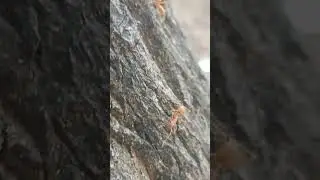 Mosa poochu #yellowcrazyant #natureguy