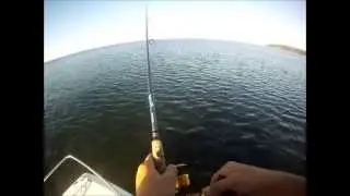 Diawa SP Minnow