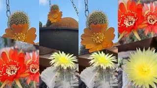 Astrophytum Myriostigma: Fiz um Arranjo só com Astrophytum! #arranjodecactos 