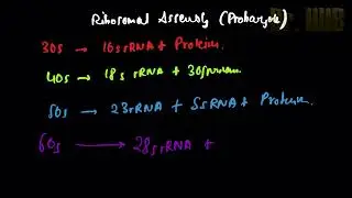 Ribosomal assembly - prokaryotes