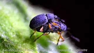 BUG BITES: Mating Hollyhock Weevils