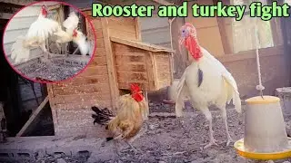 भाले र टर्की चरा बिच घमसान युद्द || Rooster and turkey Bird fight