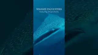 Wildlife Encounters Whale Shark