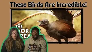 AMERICANS REACT TO Lyrebird: The World’s Greatest Mimic