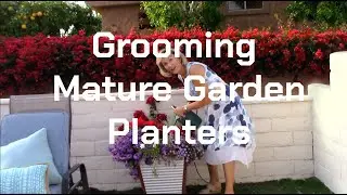 Grooming Mature Garden Planters