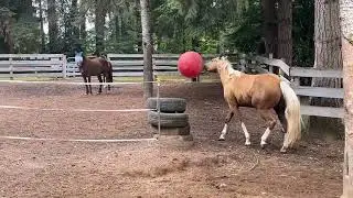 Theo | Jolly Good Time with the Jolly Ball
