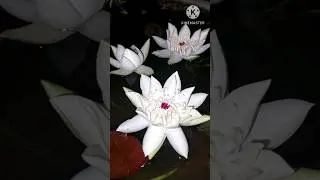 Night bloomer waterlily Peru beautiful fragrance.Looks like Mini victoria amazonica waterlily #lotus