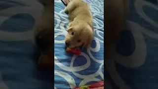 MOODs. Simba' s diary# cute puppy