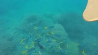 帛琉 鯊魚城 palau shark city