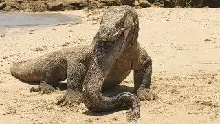 Komodo sucks up a giant sea eel😱