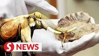UM paleontologists discover fossil of extinct elephant in Gopeng cave