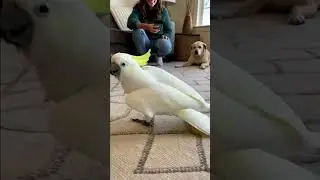 Dance Forgot To Act Normal