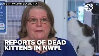Florida rescue center alarmed by reports of dead kittens
