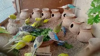 Beautiful Budgies Enjoying Eating Green Food | Love Birds Breeding Pair | Budgies Family 🦜🐦😘